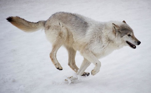 A wolf running in the snow.