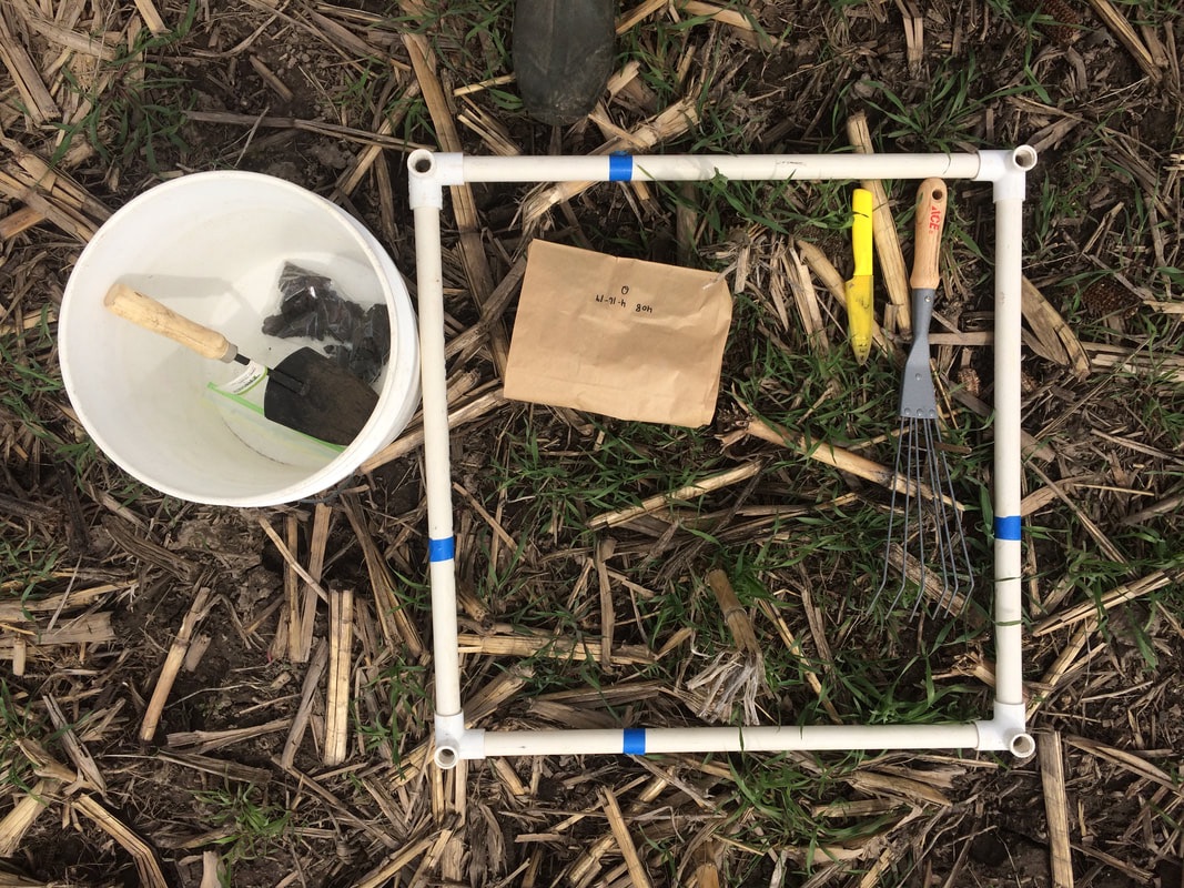 A bucket, a PVC square, a paper bag, and other tools on a field with cover crop grass emerging.